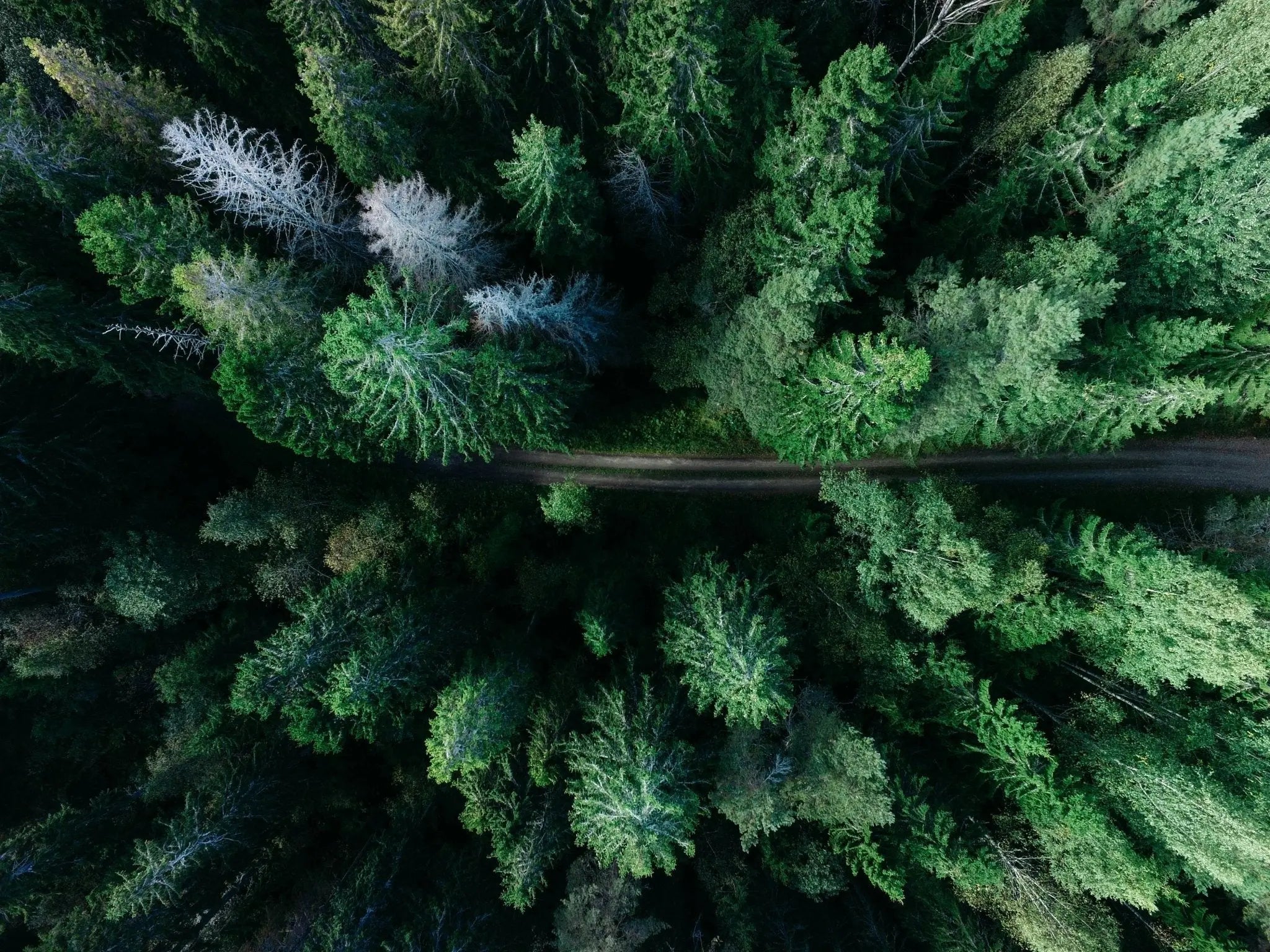 Understanding FSC Certification and Its Environmental Impact - AMO & Oak